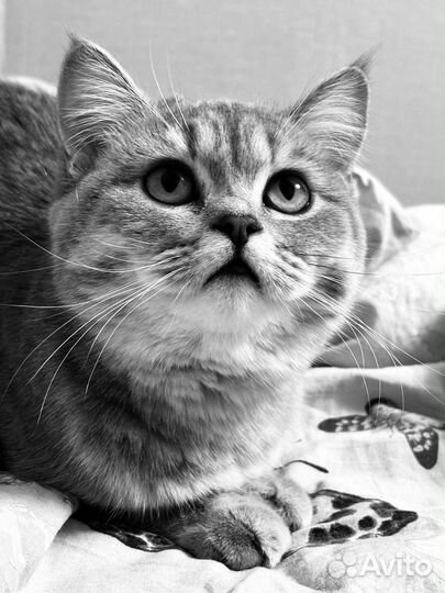 Шотландская кошечка