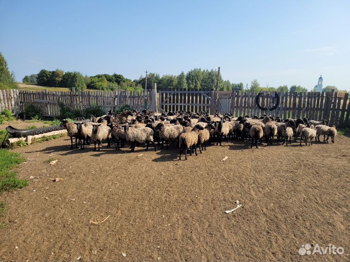 Овцы бараны ягнята романовские