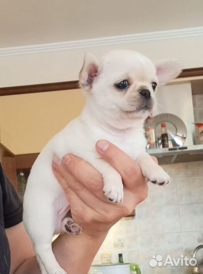 Щенки чихуахуа