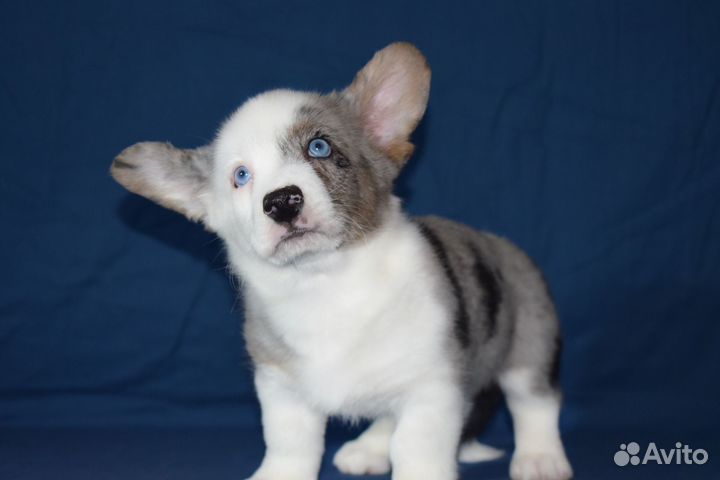 Щенки Вельш корги Кардиган