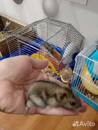 Джунгарский хомяк