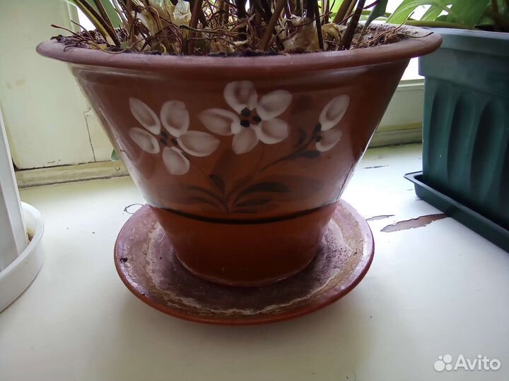 Дримиопсис пятнистый