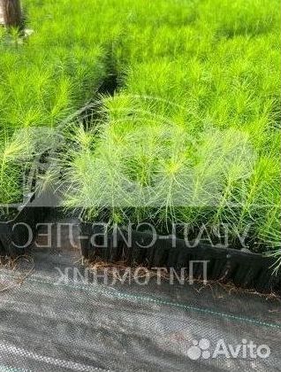 Зкс Сосна сеянцы Ели Лиственницы окс Голуб Горная