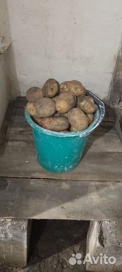 Продам картофель