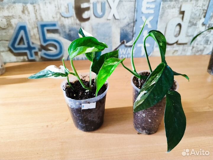 Эпипремиум, монстера, филодендрон