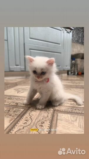 Пушистые котята