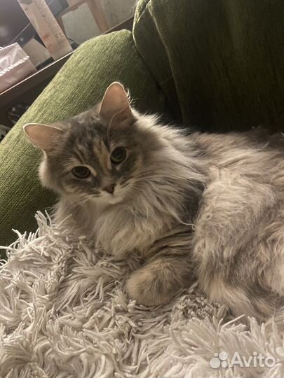 Сниму квартиру