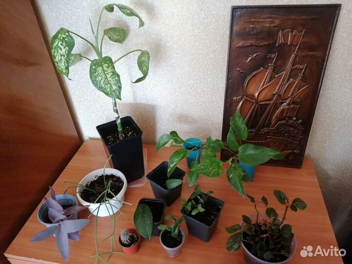 Распродаю комнатные растения