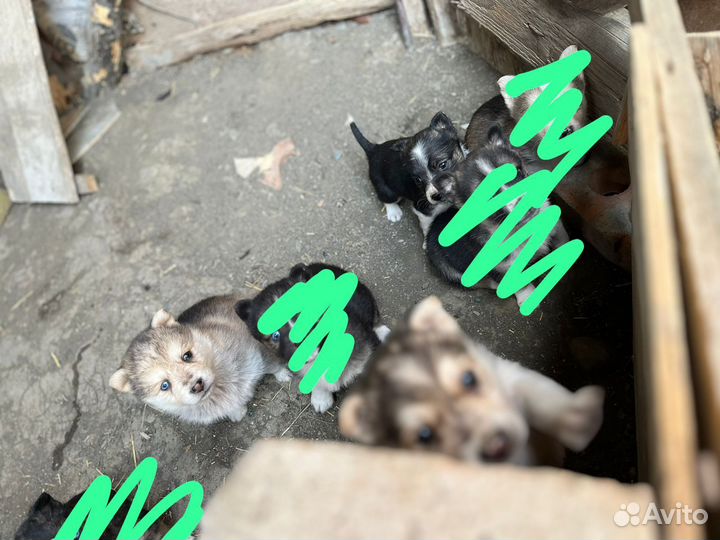 Щенок в добрые руки