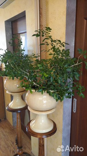 Мурайя (муррайя) взрослая. Цветёт, c плодами