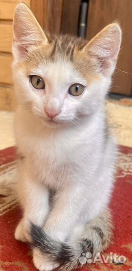 Котята в добрые руки даром