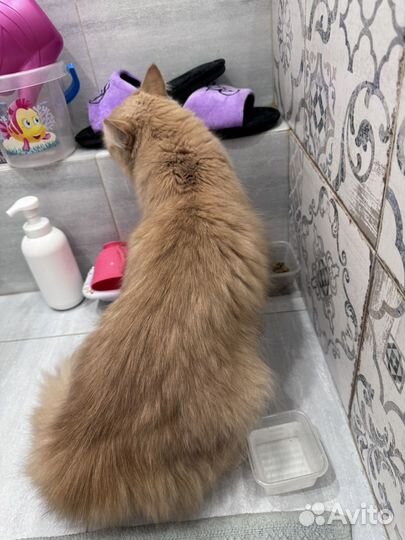 Кошечка либо кот