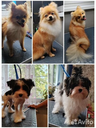 Груминг, тримминг