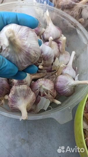 Чеснок на посадку
