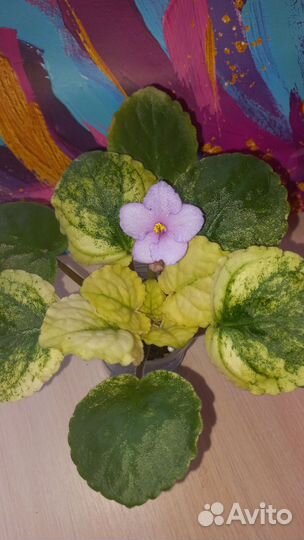 Фиалки сортовые