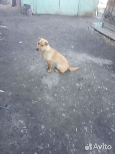 Отдам бесплатно в добрые руки мальчик