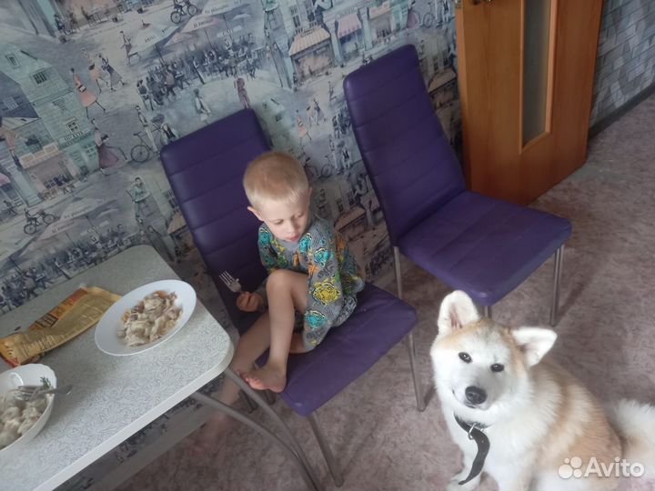 Щенки Акита ину