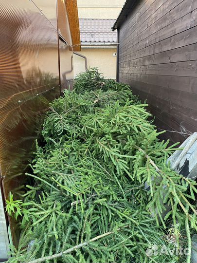 Большое кол-во еловых веток