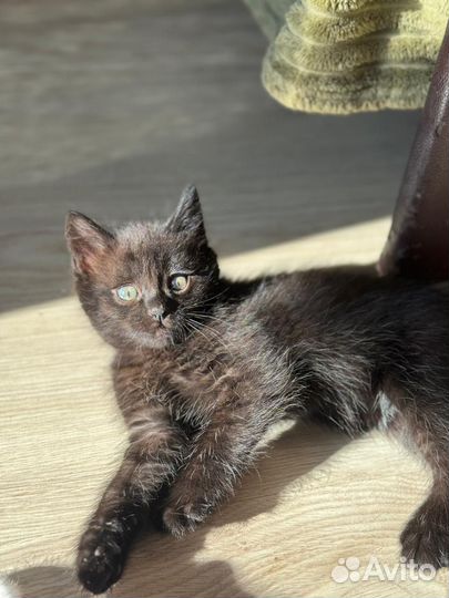 Отдам котят