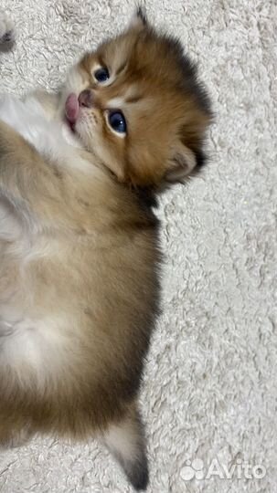 Шотландская золотая шиншилла