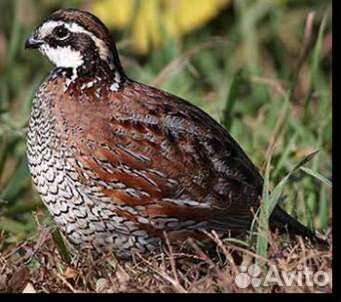 Виргинский перепел, яйцо инкубационное