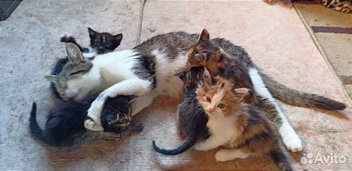 Котята Турецкий Ван