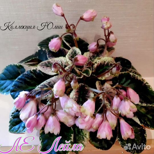 Детки фиалок