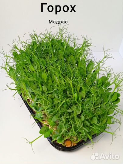 Микрозелень