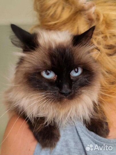 Нежная кошечка с тяжёлой судьбой ищет семью