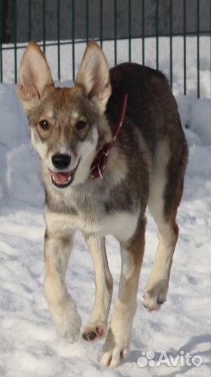 Собака 8 месяцев