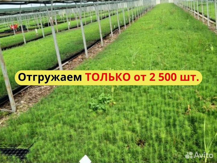 Сеянцы сосны зкс опт