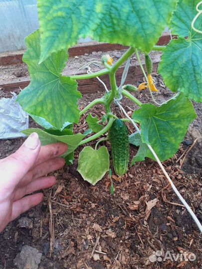 Перегной конский в мешках с доставкой