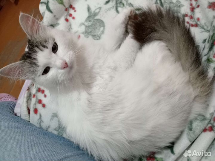 Кошечка только в самые заботливые руки