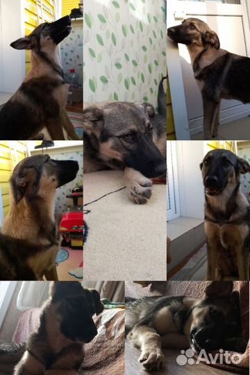 Щенок девочка в добрые руки