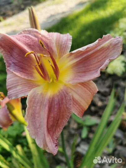 Многолетние садовые цветы