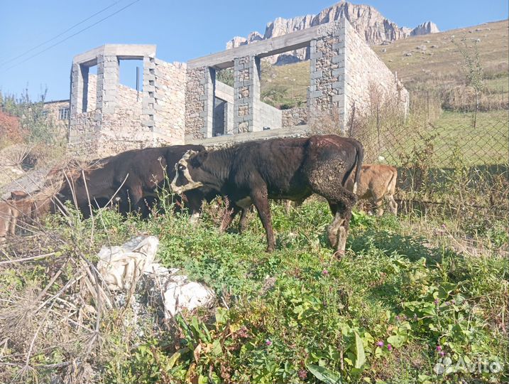 Телята бычки и телки