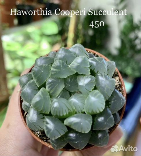 Суккуленты разные, кактус, красула