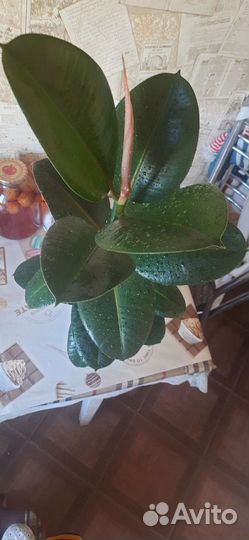 Фикус каучуконосный