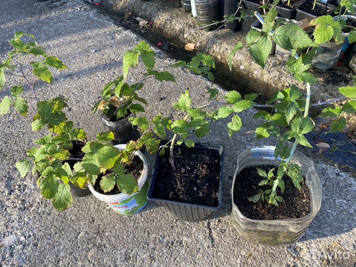 Малина кумберленд саженцы