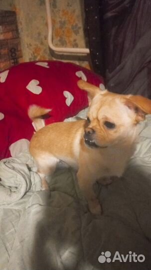 Отдам щенков, приходите и выбирайте