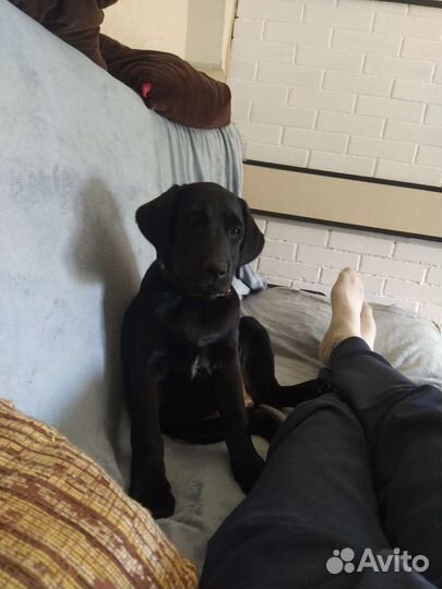 Щенки лабрадора черные