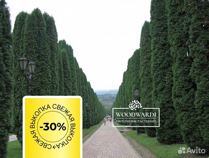 Смарагд,Брабант,Колумна