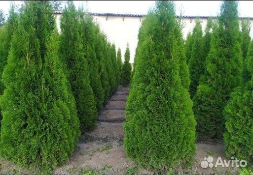 Туя западная Смарагд