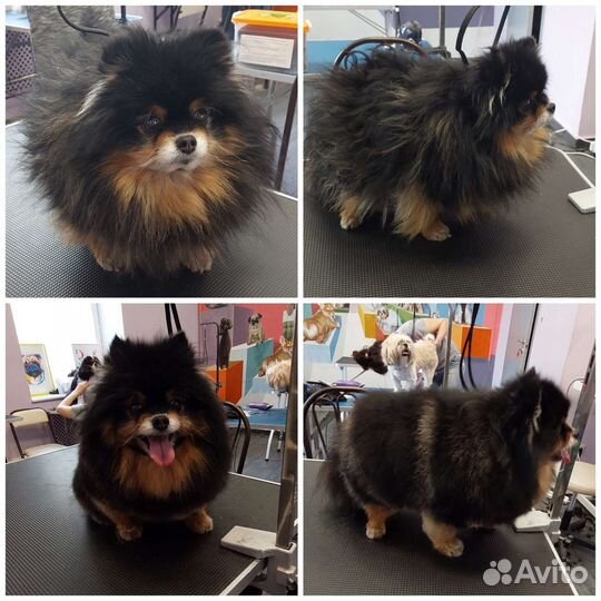 Грумер стрижка собак с выездом на дом