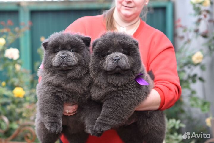 Чау-чау щенки