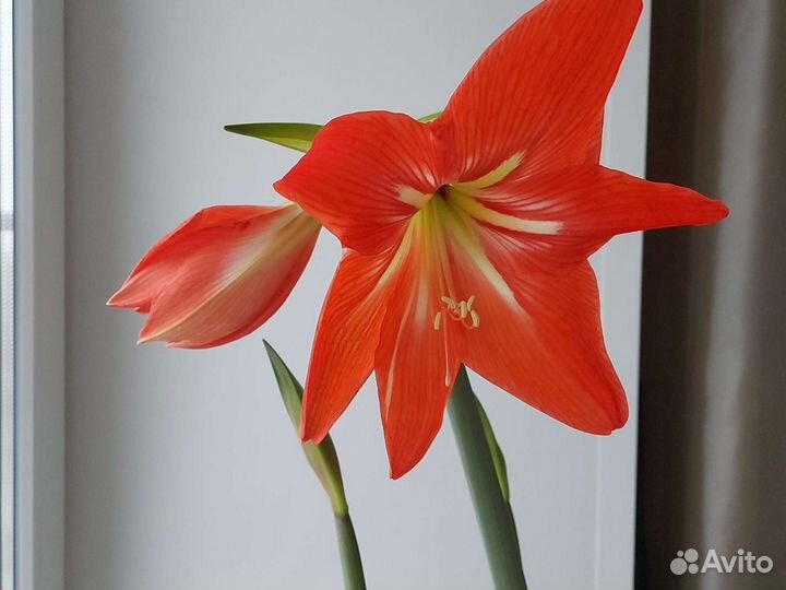 Гиппиаструм. Цветущая звезда