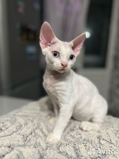 Котенок девон-рекс