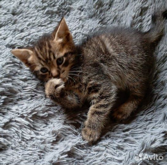 Котёнок мальчик