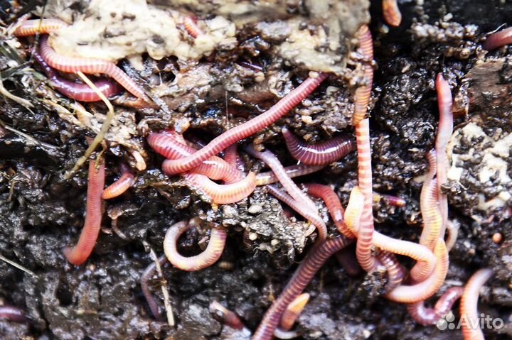 Калифорнийский червь