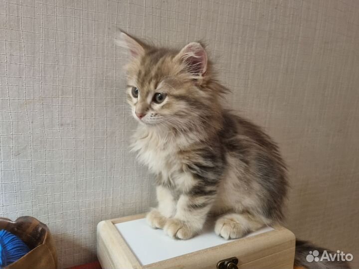 Сибирский богатырь с прекрасной родословной